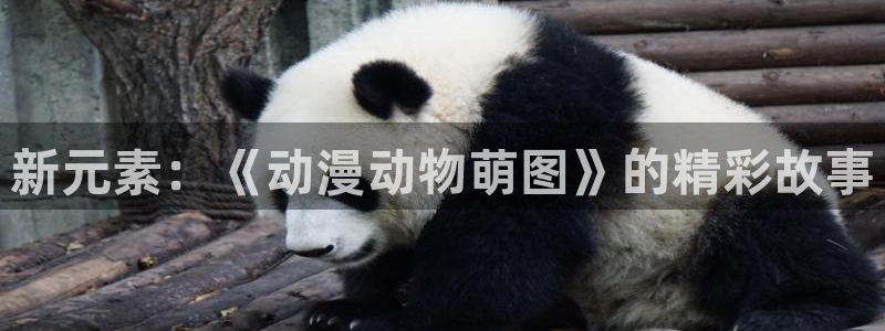 51动漫2.70版：新元素：《动漫动物萌图》的精彩故事